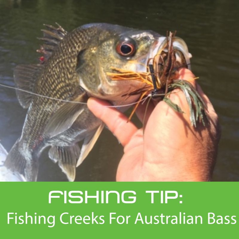 Fishing Tip: Fishing Creeks For Australian Bass