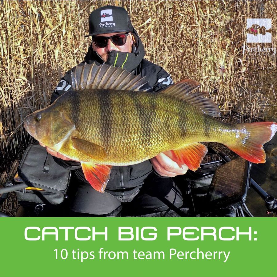 10 Tips for catching BIG Perch